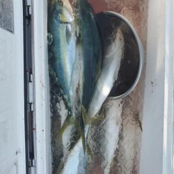 海龍丸(石川) 釣果