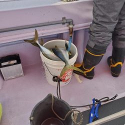 海龍丸(石川) 釣果