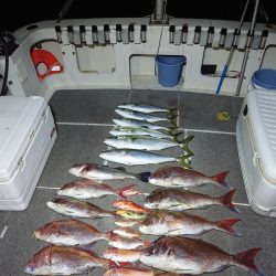 ARCADIAⅡ （アルカディアⅡ） 釣果