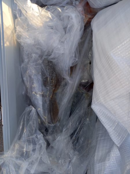 第二龍勢丸 釣果