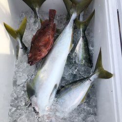 海龍丸(石川) 釣果