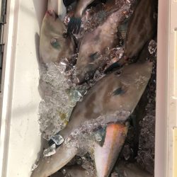 海龍丸(石川) 釣果