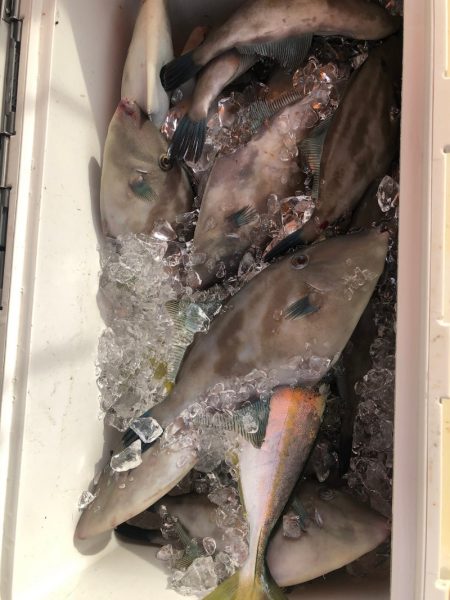 海龍丸(石川) 釣果