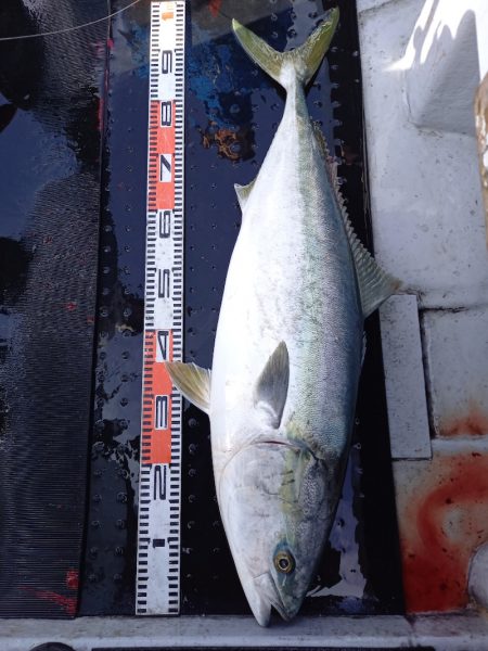 第二龍勢丸 釣果