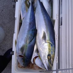 第二龍勢丸 釣果