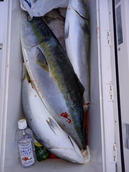 第二龍勢丸 釣果