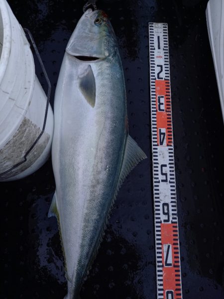 第二龍勢丸 釣果