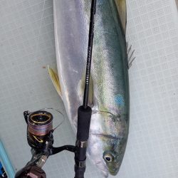 アマテラス 釣果