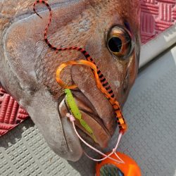 シーライオン 釣果