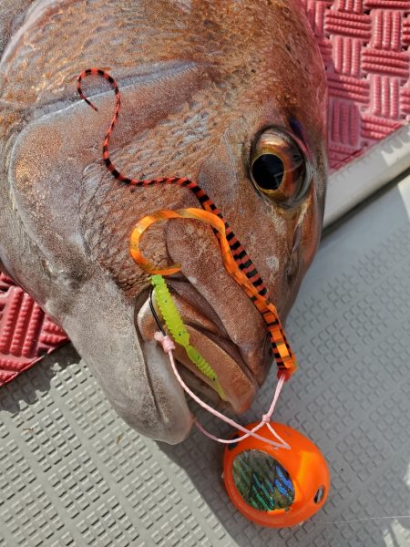 シーライオン 釣果