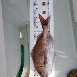 シーライオン 釣果