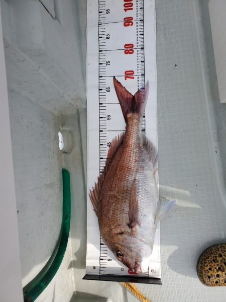 シーライオン 釣果