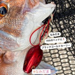 龍神丸(鹿児島) 釣果