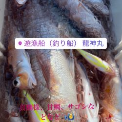 龍神丸(鹿児島) 釣果