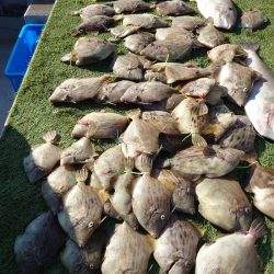 ブルースフィッシングサービス 釣果