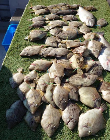 ブルースフィッシングサービス 釣果