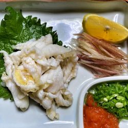 ブルースフィッシングサービス 釣果