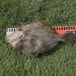 ブルースフィッシングサービス 釣果