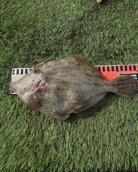 ブルースフィッシングサービス 釣果