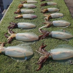 ブルースフィッシングサービス 釣果