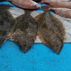 フィッシングガイド りょう 釣果