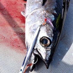 渡船屋たにぐち 釣果