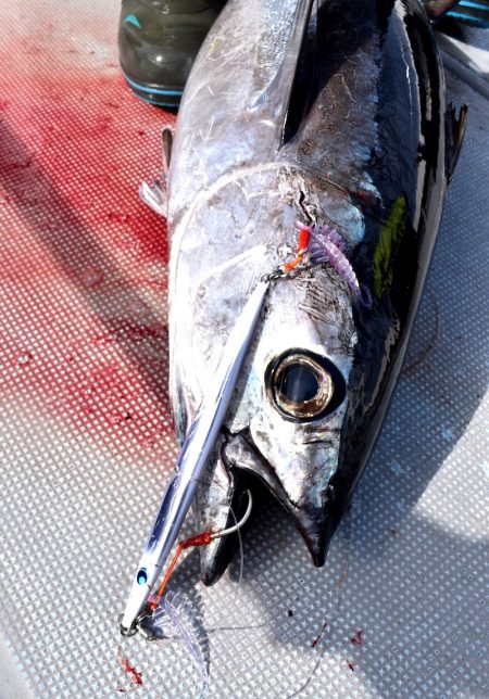渡船屋たにぐち 釣果