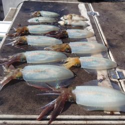 ブルースフィッシングサービス 釣果