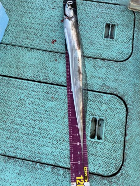 ヤザワ渡船 釣果