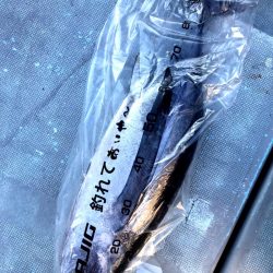 渡船屋たにぐち 釣果