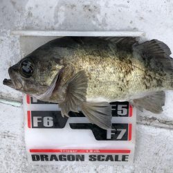 フィッシング　キッタカ 釣果