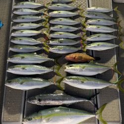 SeaRide(シーライド) 釣果