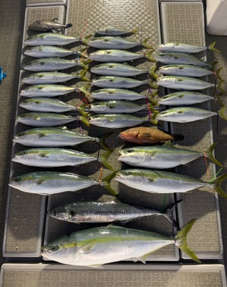 SeaRide(シーライド) 釣果