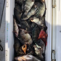 フィッシング　キッタカ 釣果