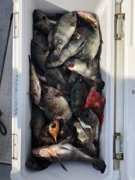 フィッシング　キッタカ 釣果