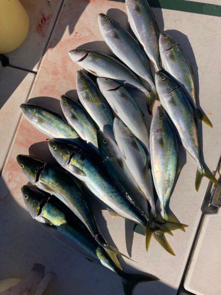 Ｖ−７ West 釣果