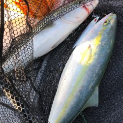 ビッグファイター 釣果