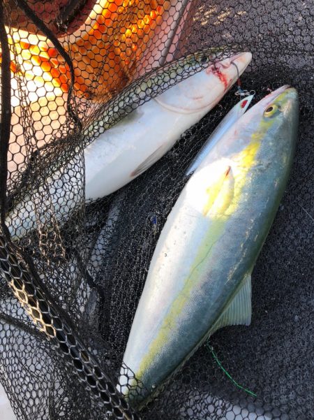 ビッグファイター 釣果