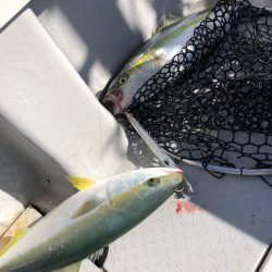 ビッグファイター 釣果