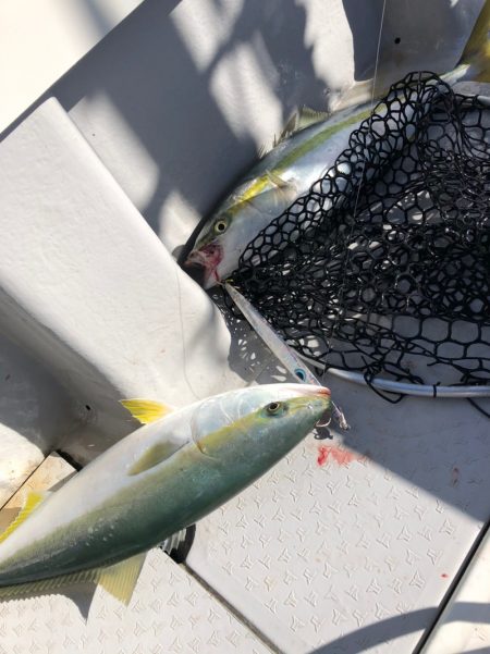 ビッグファイター 釣果