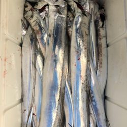 フィッシング キッタカ 釣果