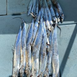 岡田釣船　八英丸 釣果