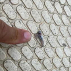 龍神丸(鹿児島) 釣果