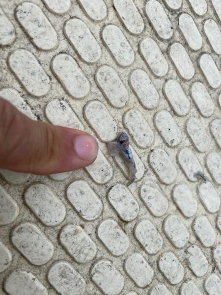 龍神丸(鹿児島) 釣果