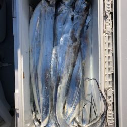 フィッシング　キッタカ 釣果