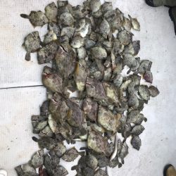 遊漁船メテオ 釣果