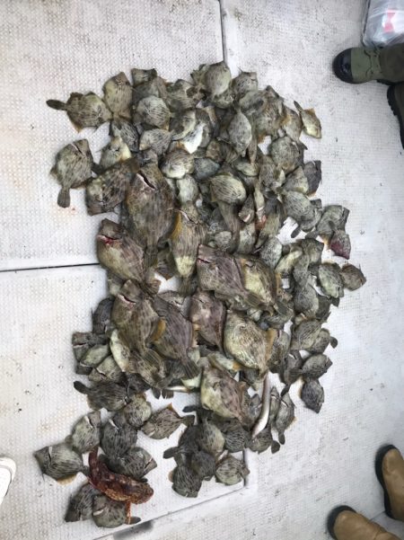 遊漁船メテオ 釣果