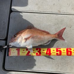 遊漁船高橋 釣果