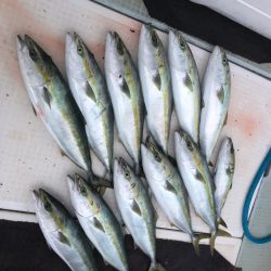 エムズジャーク(M’s JERK) 釣果