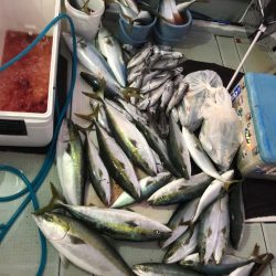 エムズジャーク(M’s JERK) 釣果